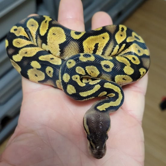 Pastel Cinder Ball Python by Spring Hill Serpents