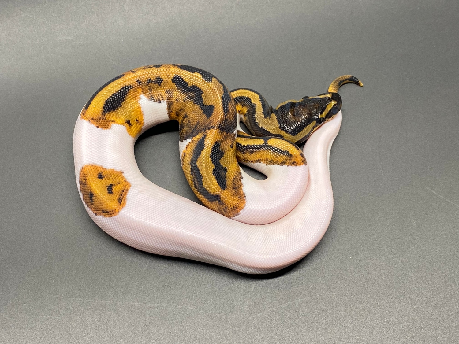 2019 Female Pied 65 Ball Python by JSR.inc - MorphMarket