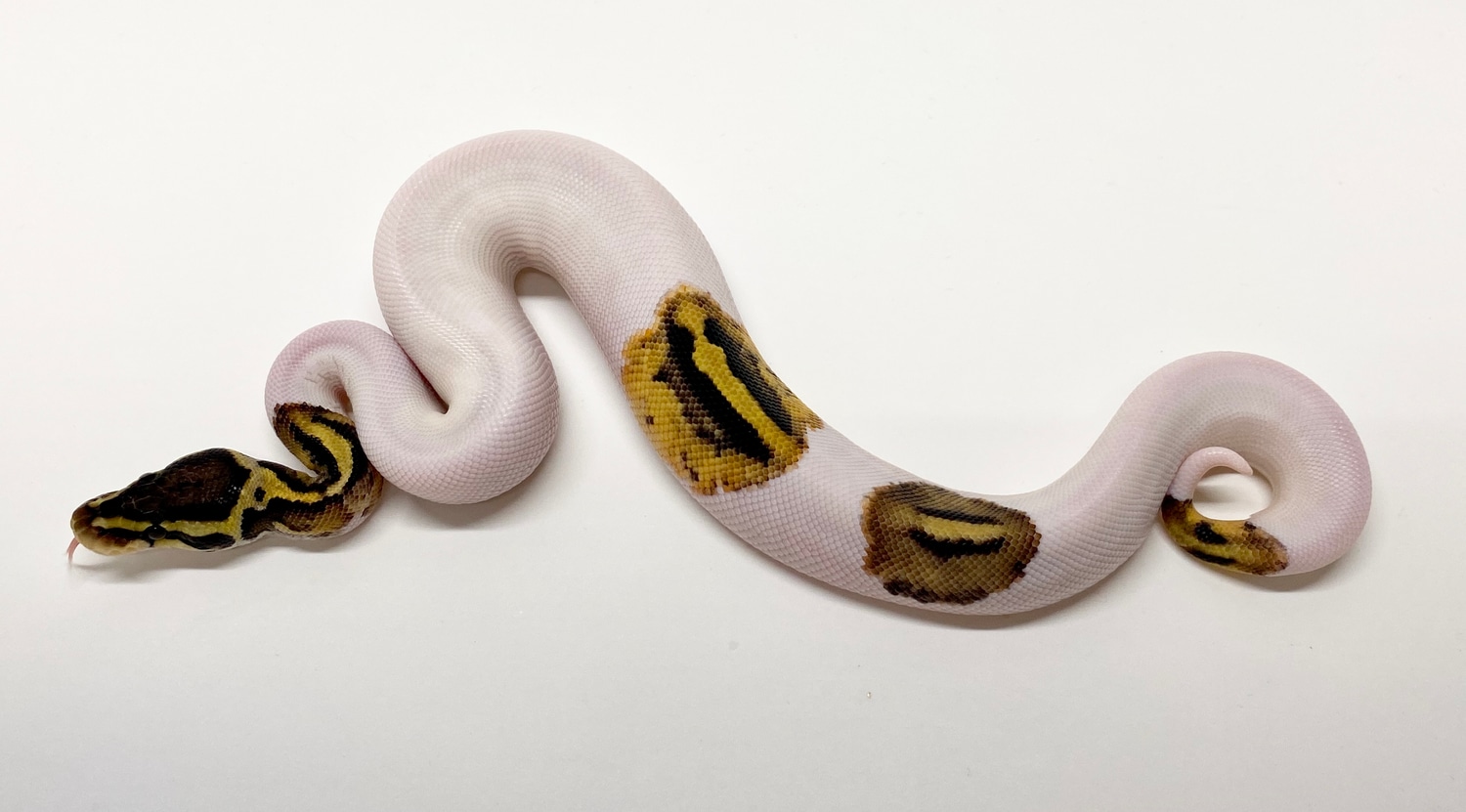 20’ 🤐 Pastel Pumpkin Pied 🚹 Ball Python by JSR.inc - MorphMarket