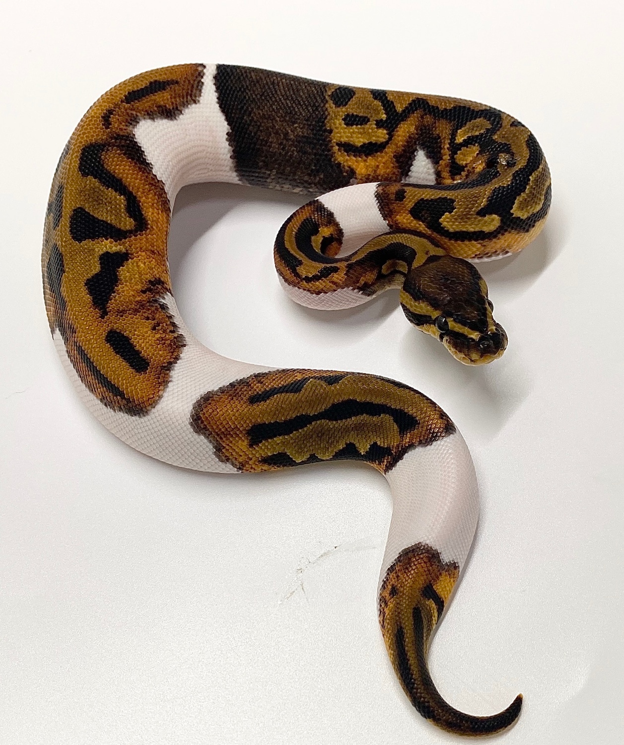 Paradox “Belt” Pumpkin Pied Female Ball Python by JSR.inc - MorphMarket