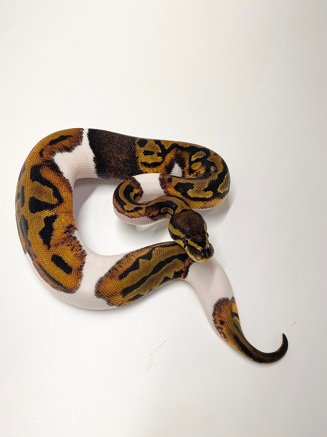 Paradox “Belt” Pumpkin Pied Female Ball Python by JSR.inc - MorphMarket