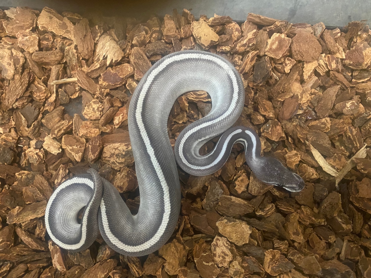 Purple Passion Ball Python by JSR.inc - MorphMarket