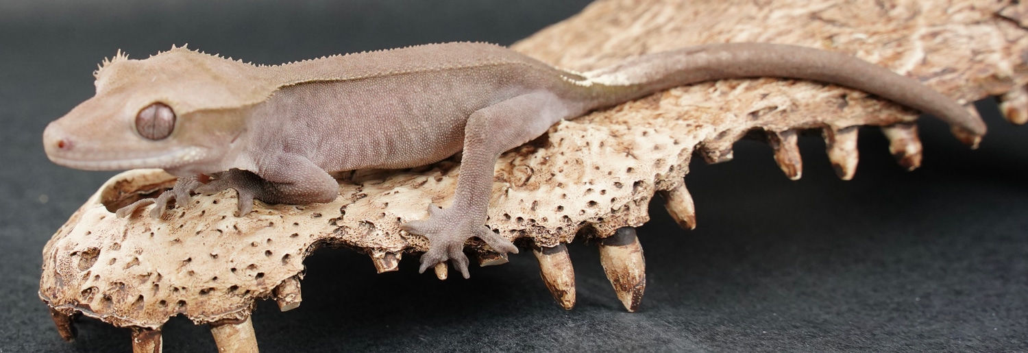 Axanthic Crested Gecko by Jersey's Exotic Reptile Keepers MorphMarket