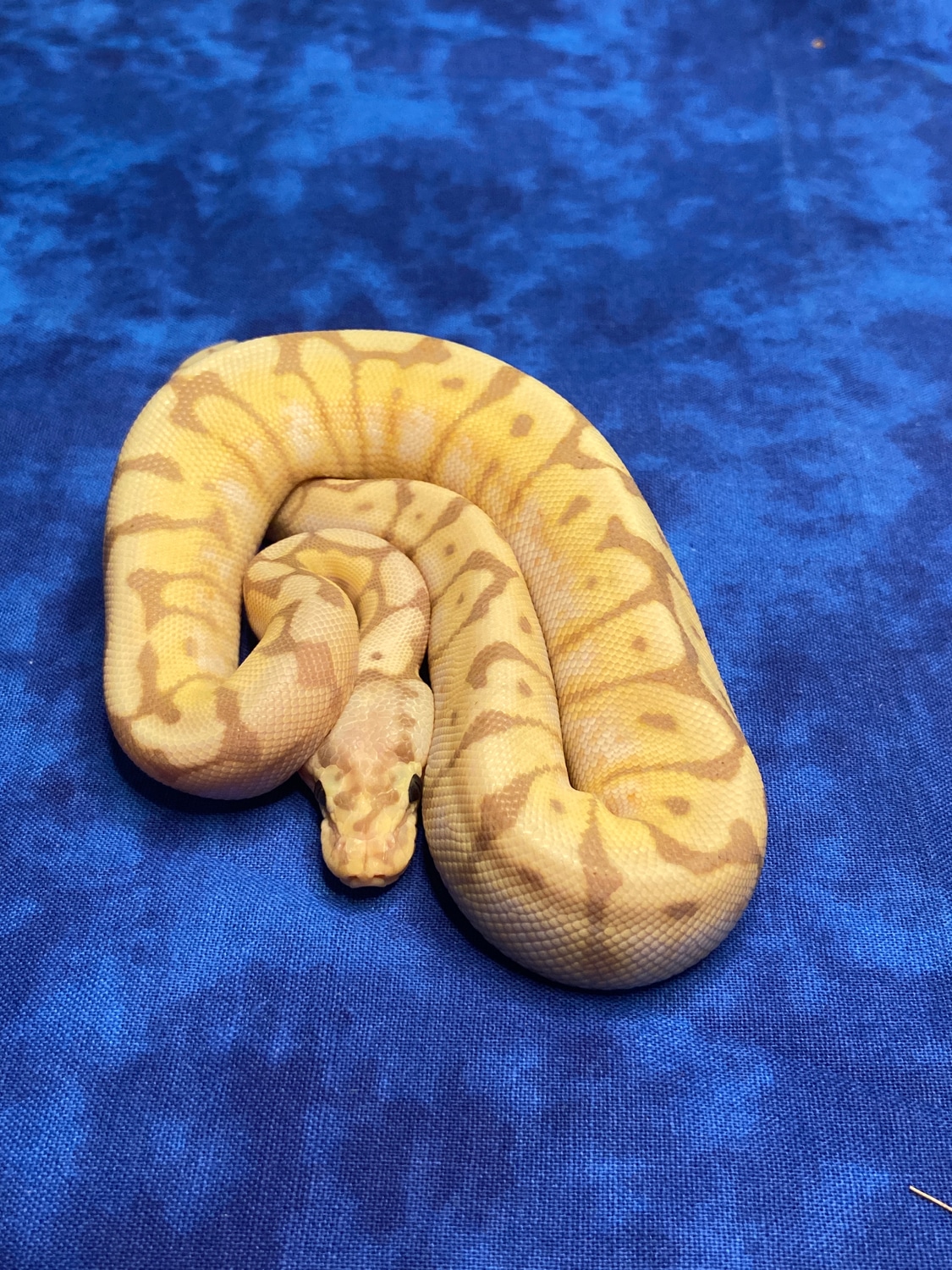 Pastel Banana Spider Pos Super Pastel Ball Python by Wide River
