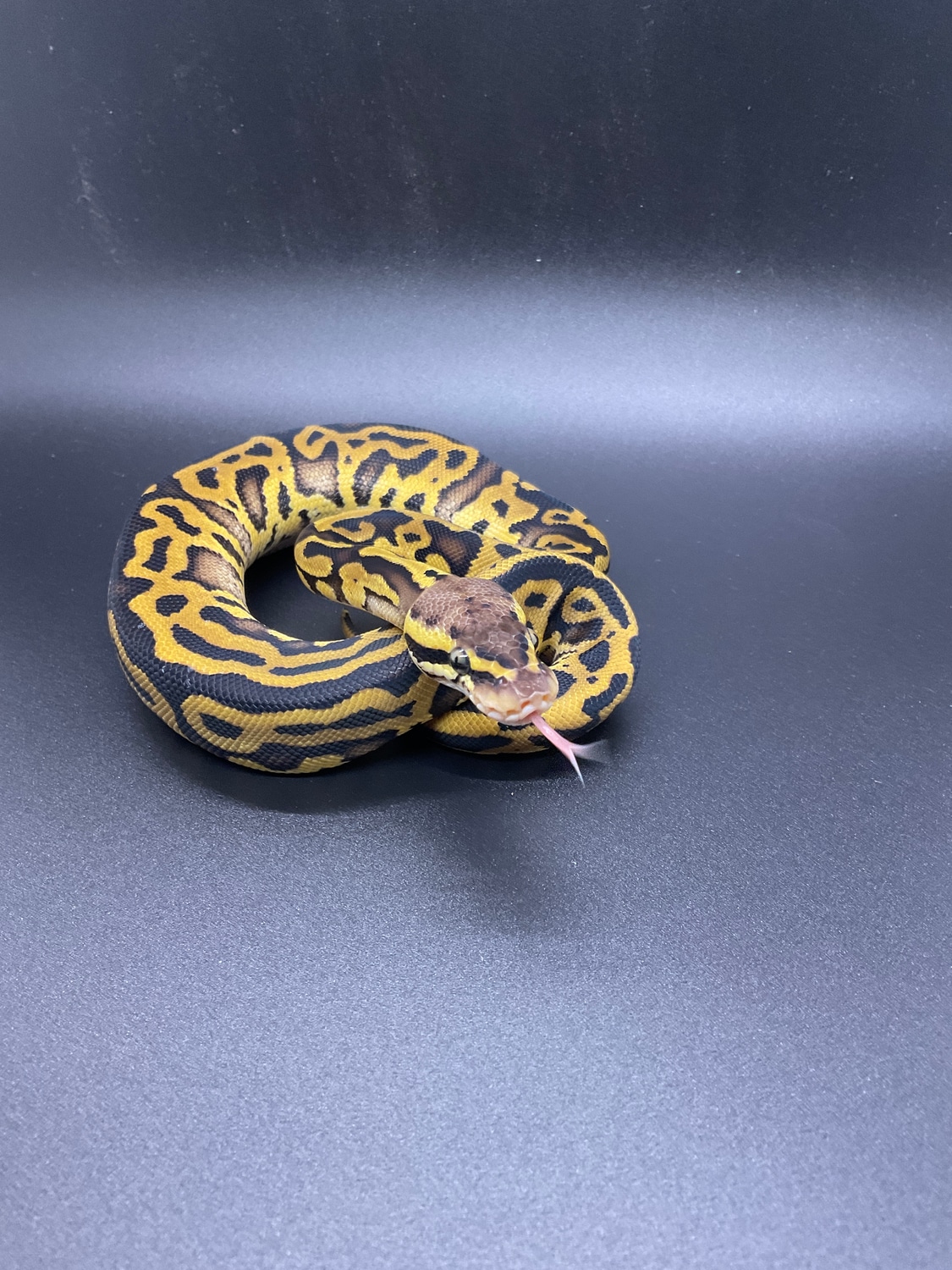 Pastel Leopard Ball Python by Wide River Reptiles - MorphMarket