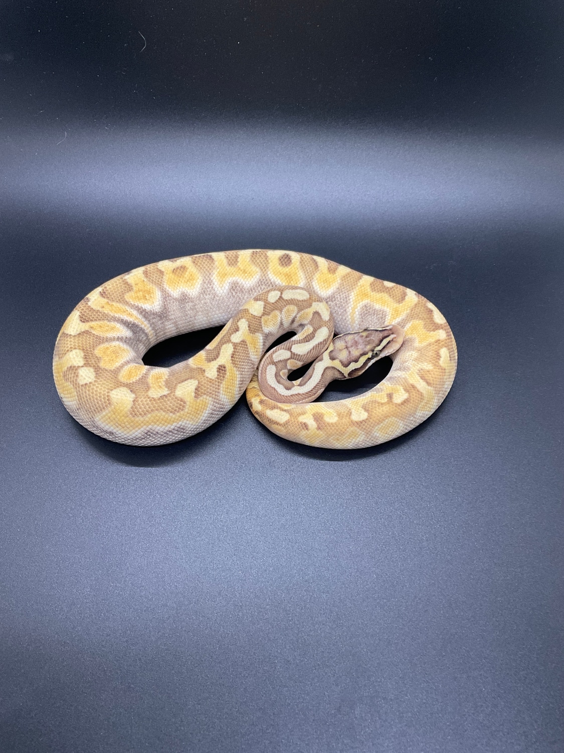 Super Pastel Mojave GHI Enchi Ball Python by Wide River Reptiles ...