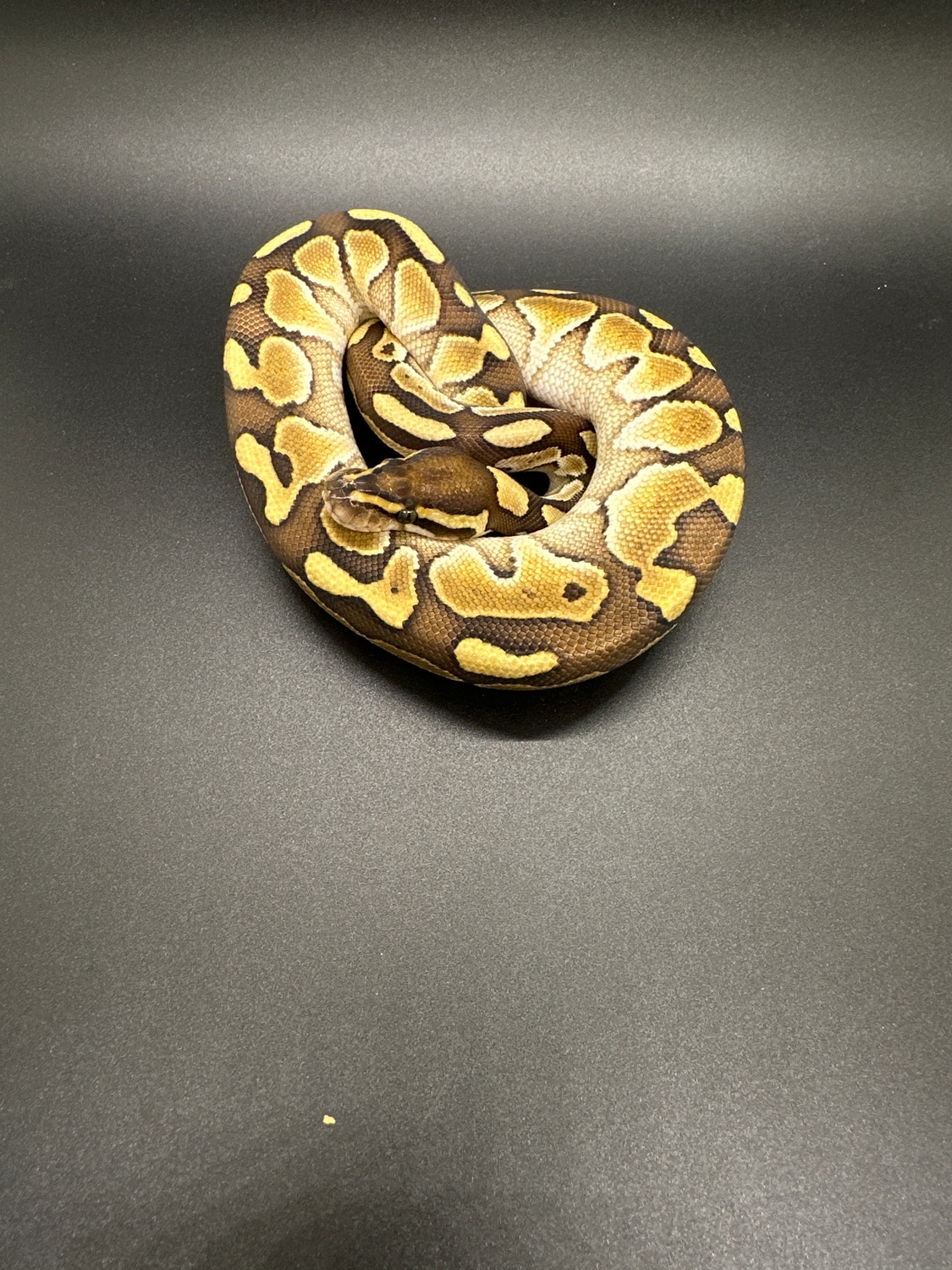 Lesser Ball Python by Wide River Reptiles - MorphMarket