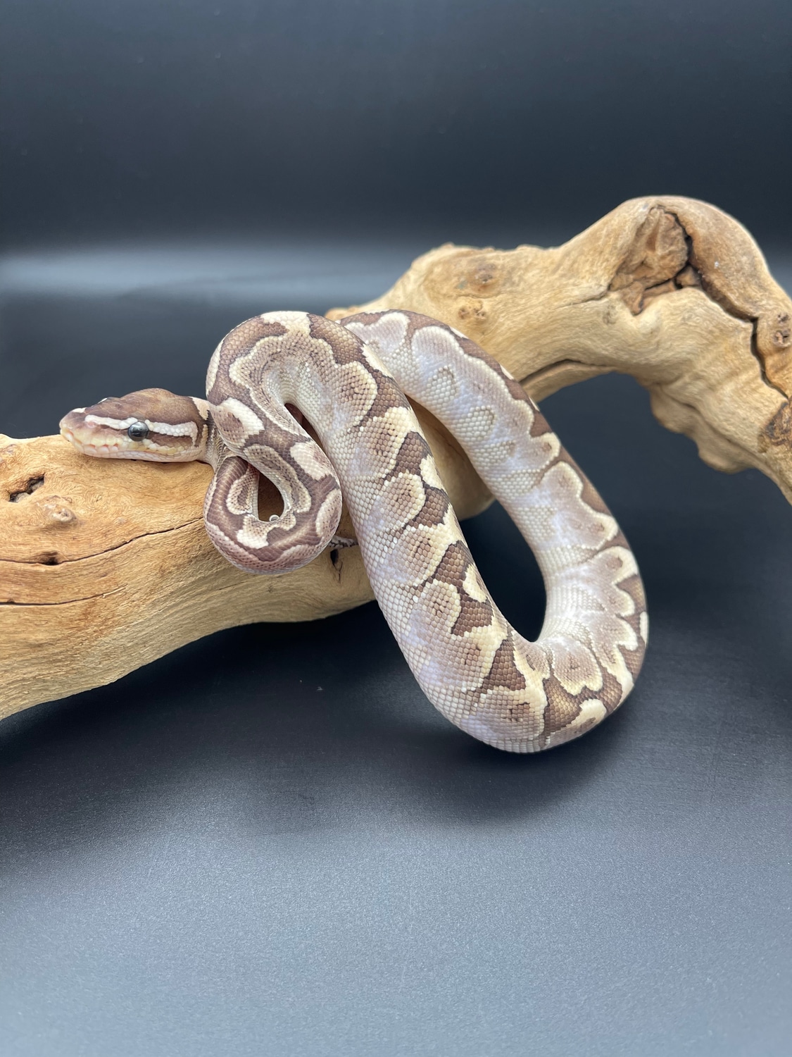 Bamboo Paradox 66% Het Ghost Ball Python by Just one more dragon ...