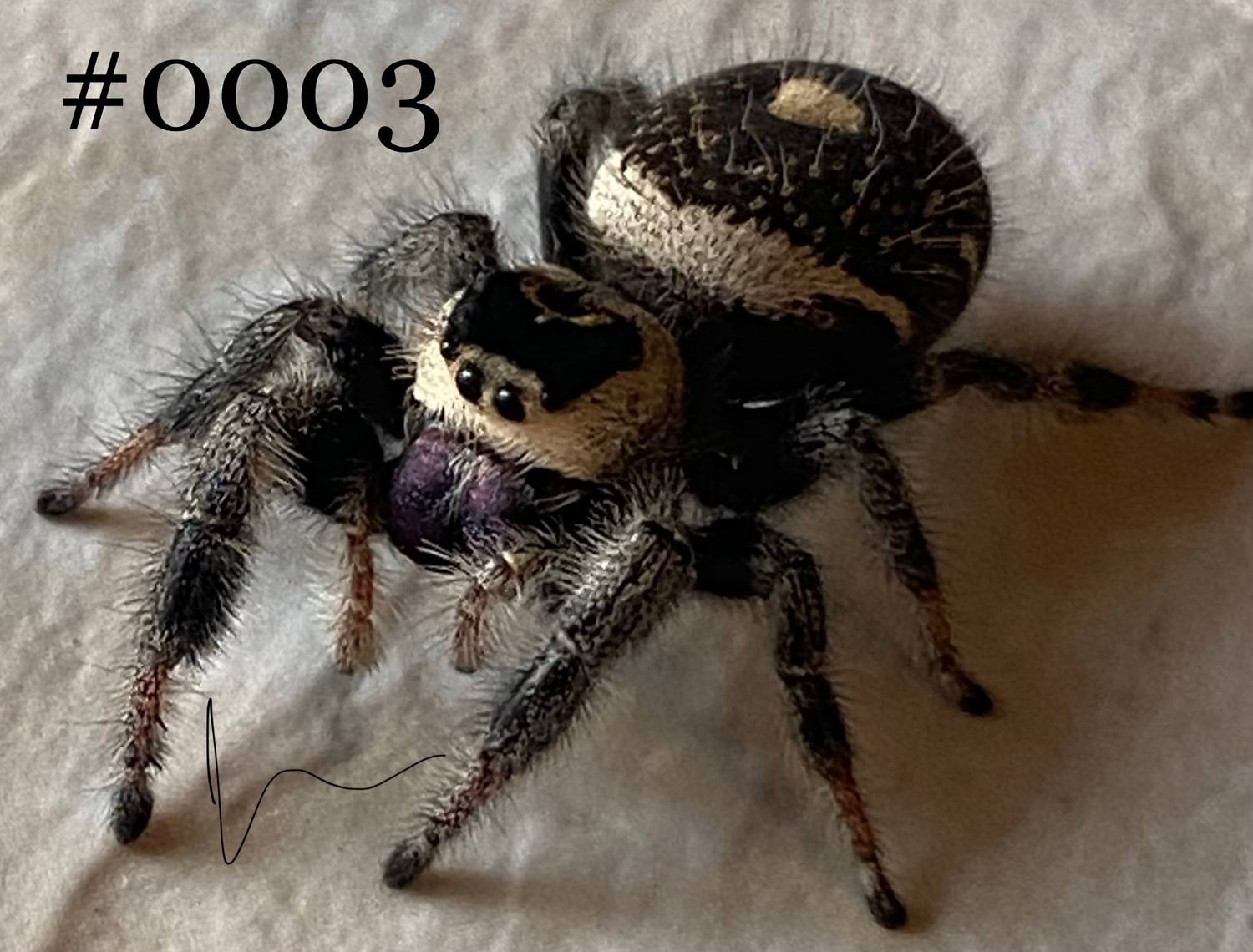 Regal Jumping Spider True Spider by Invasive Underground MorphMarket