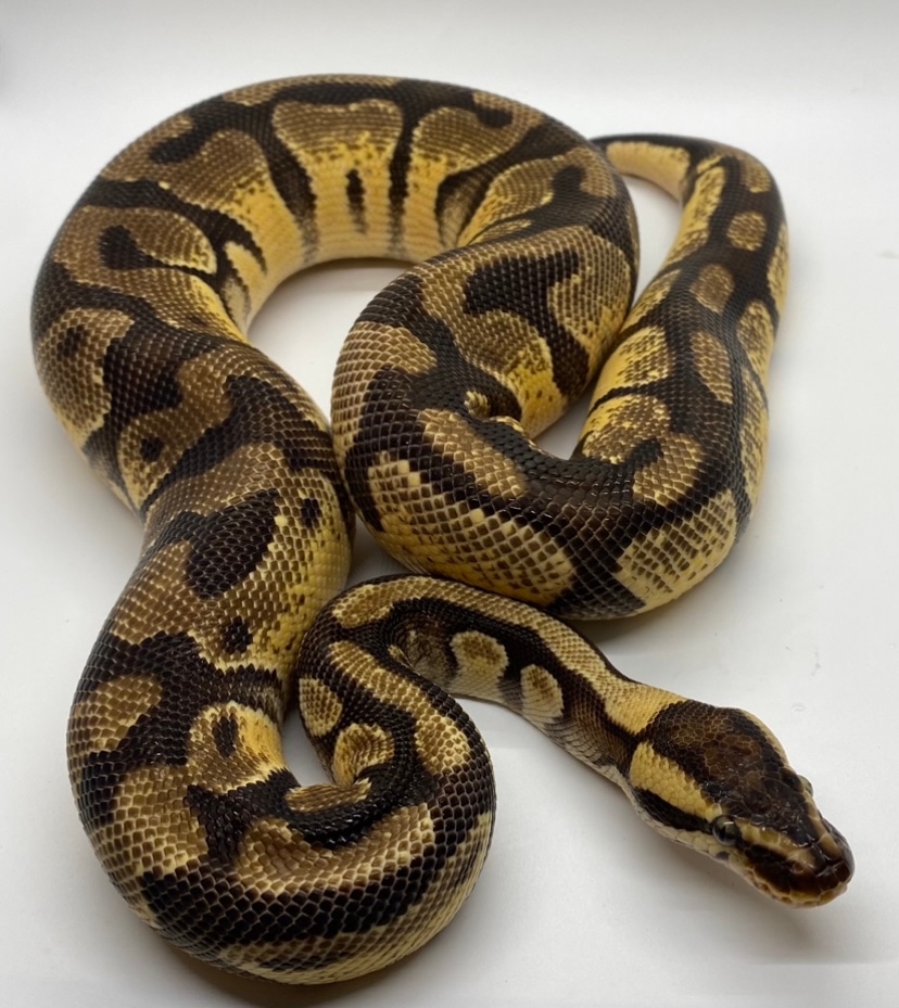 Enchi Pastel DH Hypo Pied Ball Python by Jersey Ballz - MorphMarket