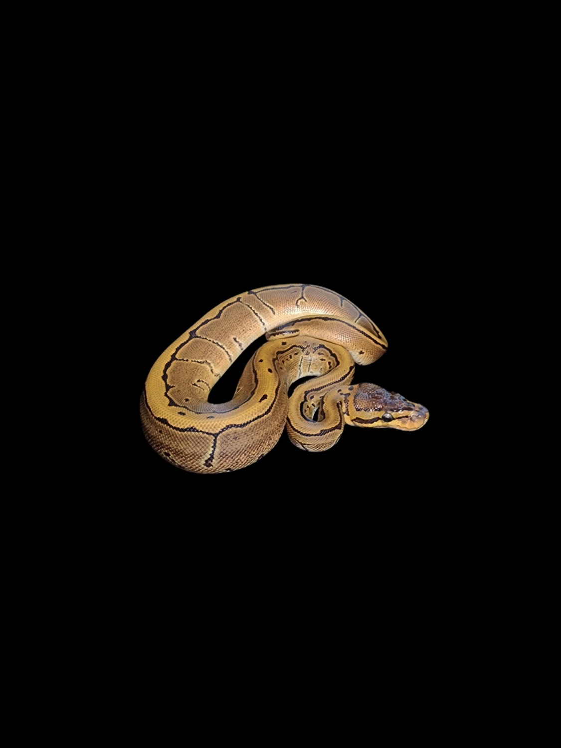Desert Ghost/Enhancer Leopard Pinstripe 100 Het Pied Ball Python by