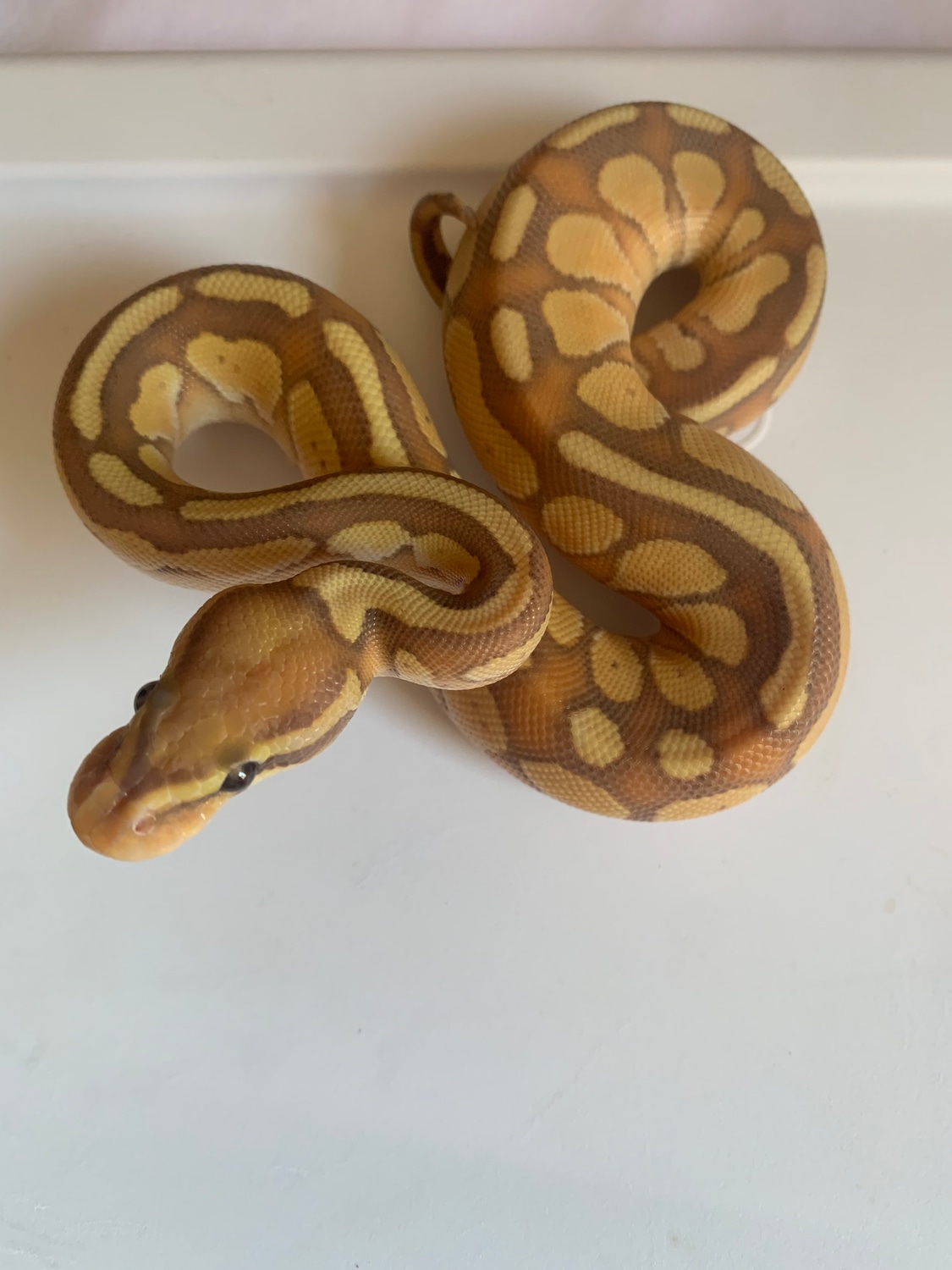 Banana Lesser Ball Python by Legacy Royals - MorphMarket