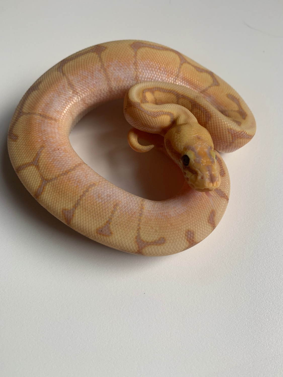 Banana Spider Ball Python by Legacy Royals MorphMarket