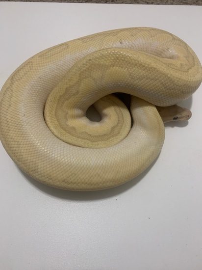 Banana Lesser Sugar Pinstripe Ball Python by Legacy Royals