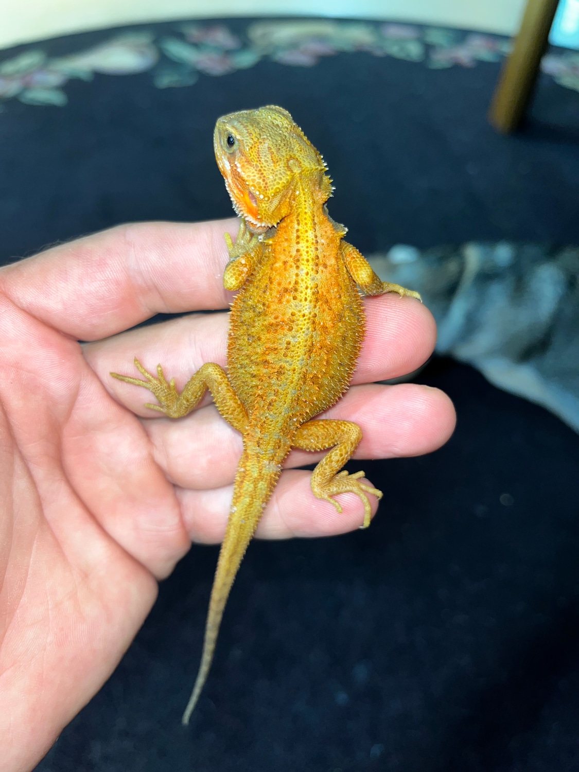 Hypo Translucent Dunner Central Bearded Dragon by Jasper Dragons MorphMarket