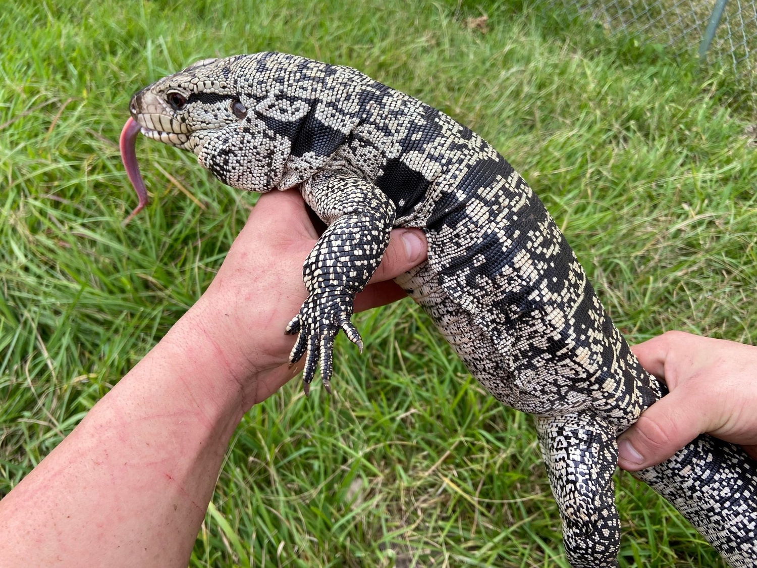 Ice Hybrid Tegu by Jesse's Jungle MorphMarket