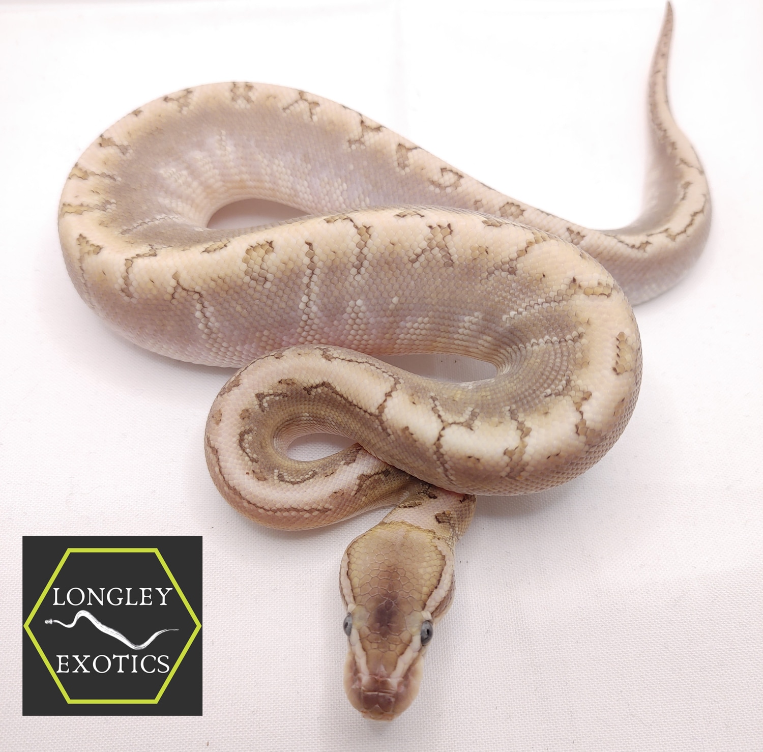 Bamboo Pin Ball Python by Longley Exotics MorphMarket