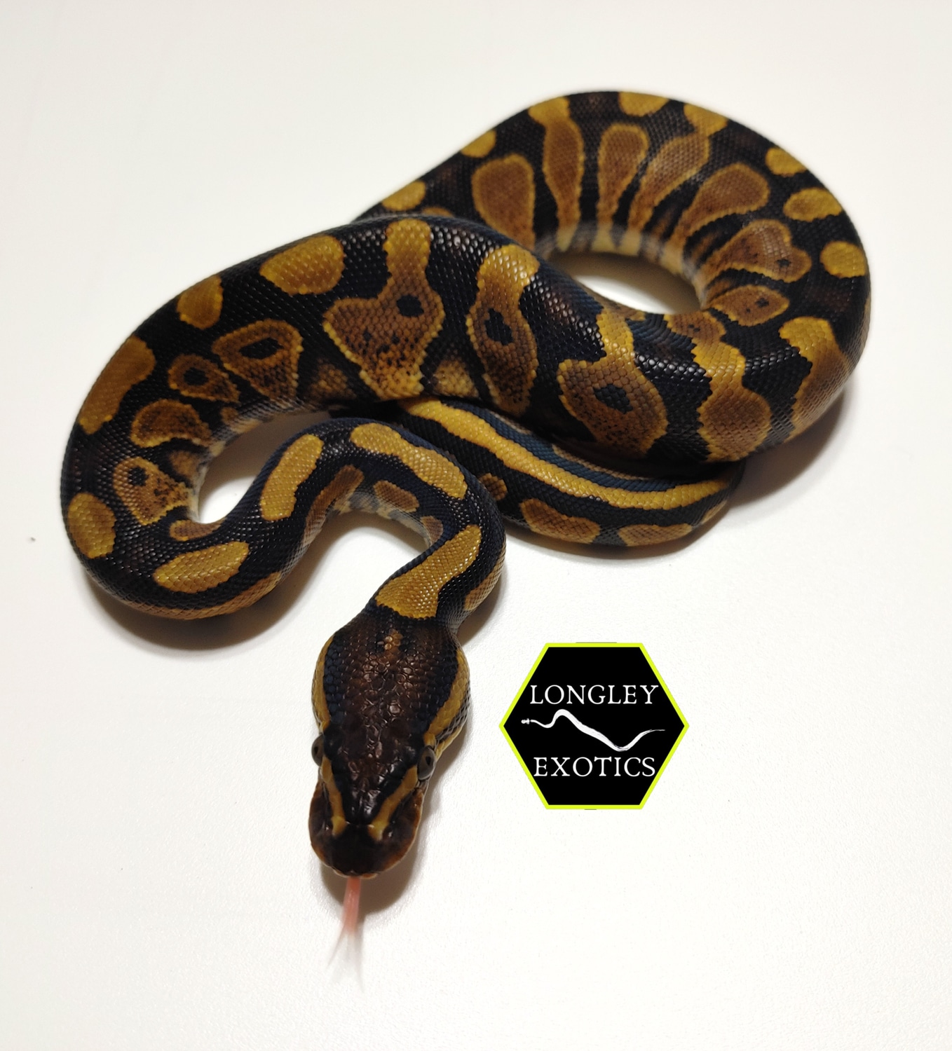 Asphalt/Spark Ball Python by Longley Exotics - MorphMarket