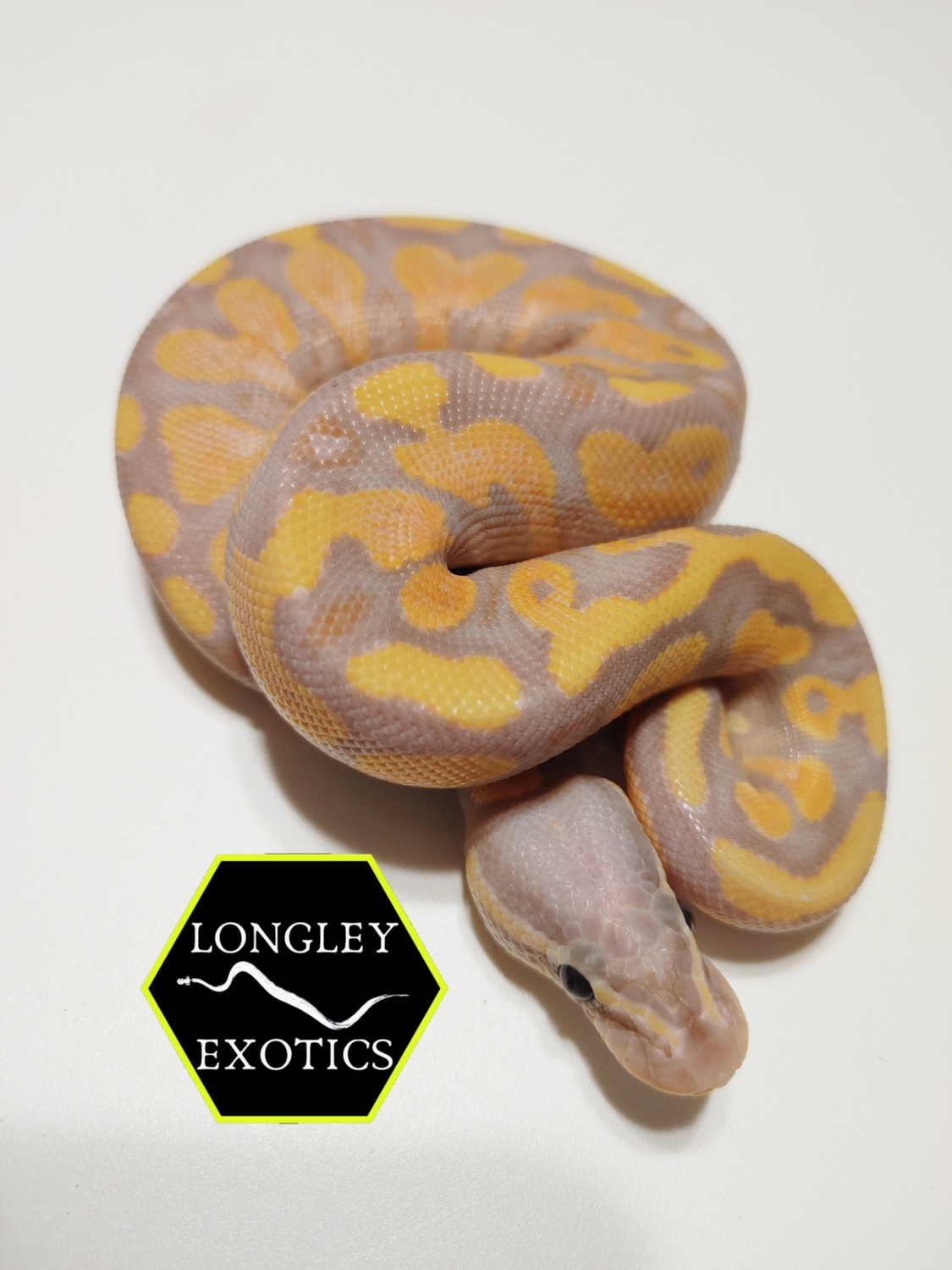 Coral Glow Asphalt/Spark Ball Python by Longley Exotics MorphMarket