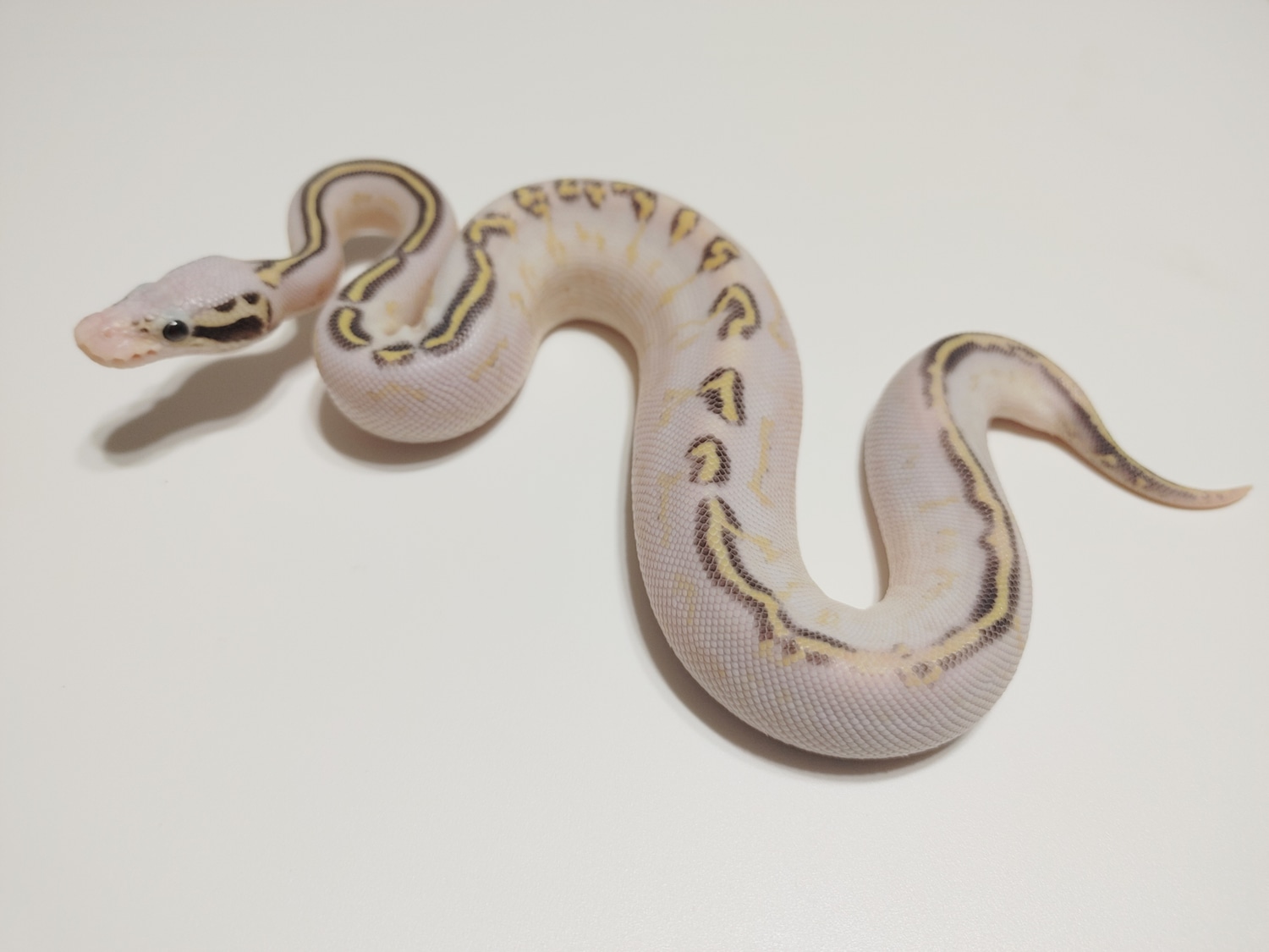 Killer Vanilla Freeway Ball Python by Longley Exotics - MorphMarket