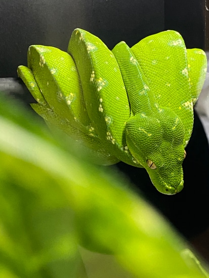 Cyclops Type Green Tree Python by Basinology