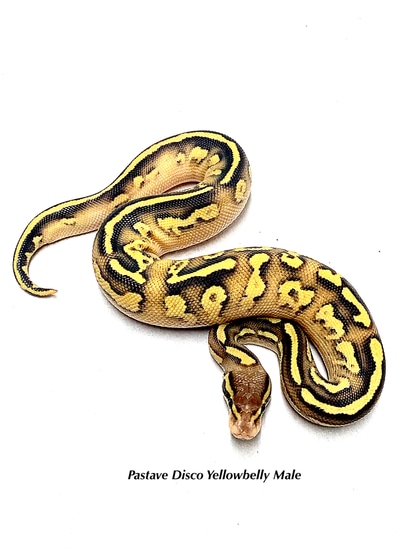 Pastave Disco Yellow Belly Ball Python by RTLM Exotics