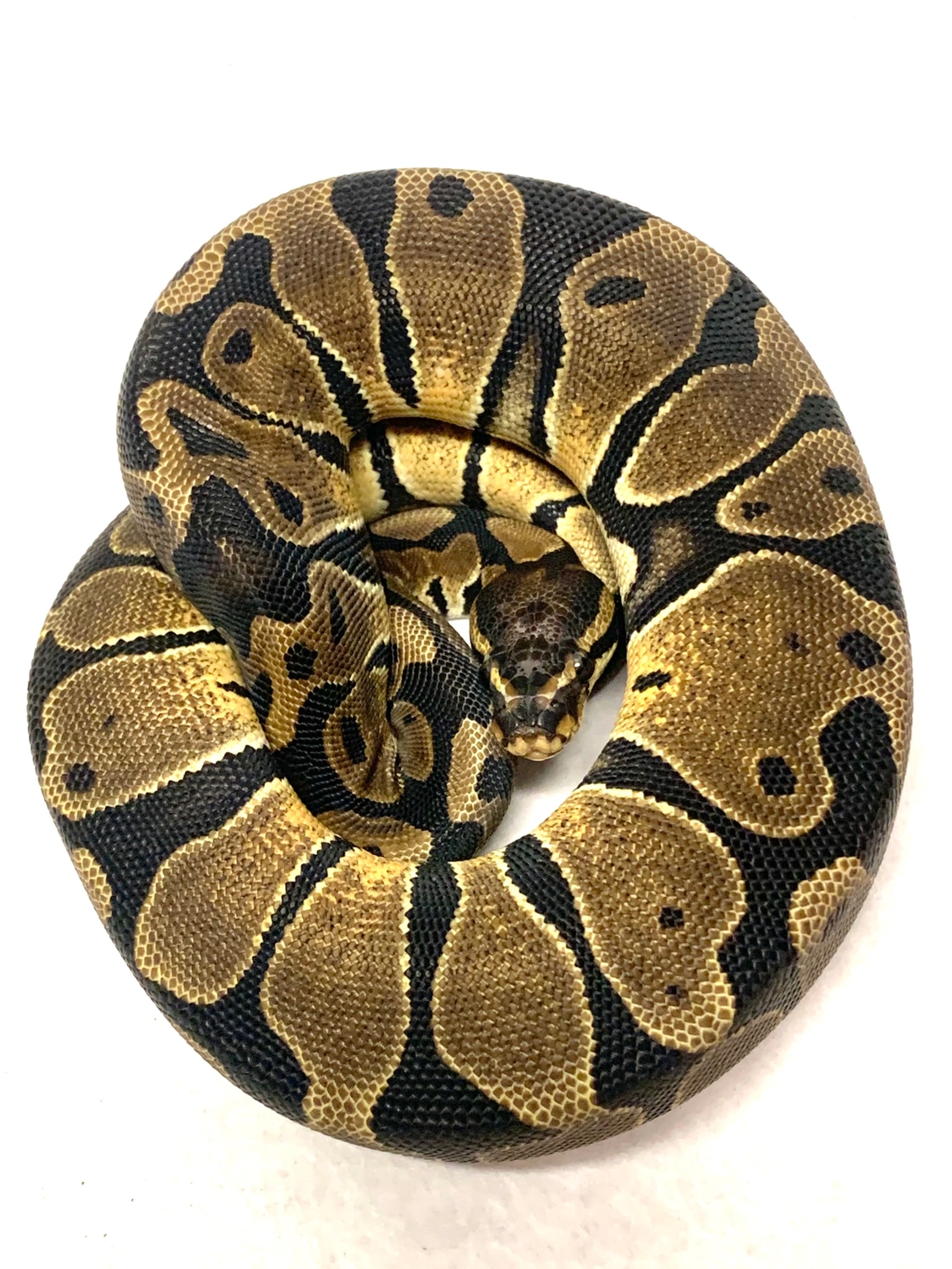 Scaleless Head Ball Python by RTLM Exotics - MorphMarket