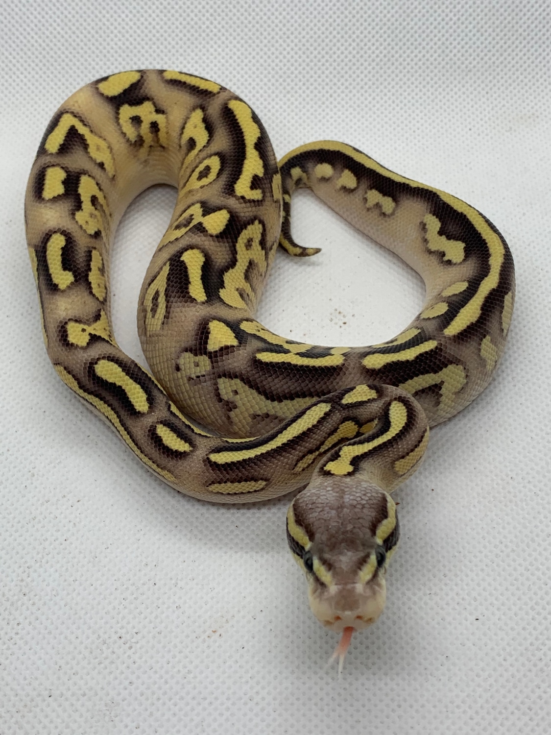 Firefly Mojave Yellowbelly Ball Python by RTLM Exotics - MorphMarket