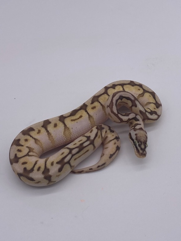 Queen Bee Ball Python by RTLM Exotics - MorphMarket