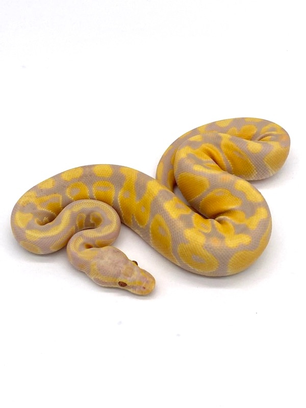 Pastel Candy Ball Python by RTLM Exotics MorphMarket