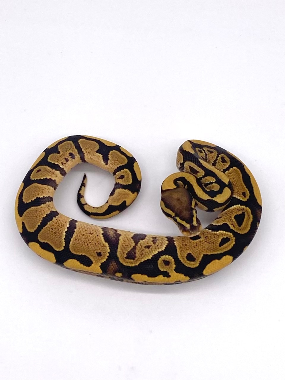 Fire Het Clown Ball Python by RTLM Exotics - MorphMarket