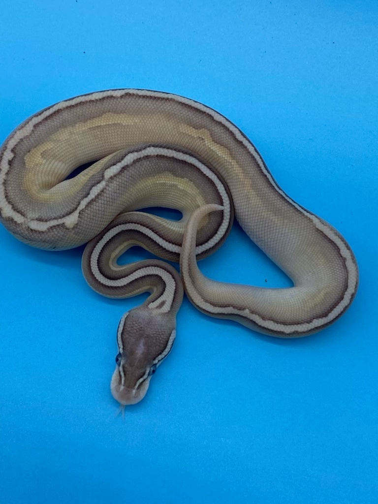 Black Pewter Lesser Ghost Ball Python by RTLM Exotics - MorphMarket