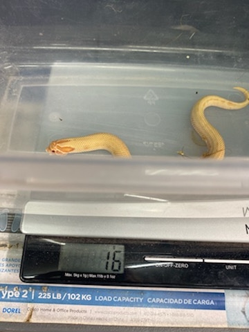 Albino Anaconda Reverse Stripe Western Hognose