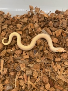 Albino Super Conda Western Hognose