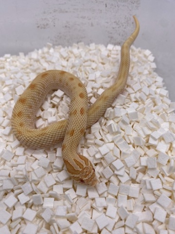 High Red Albino Conda Reverse Stripe Western Hognose