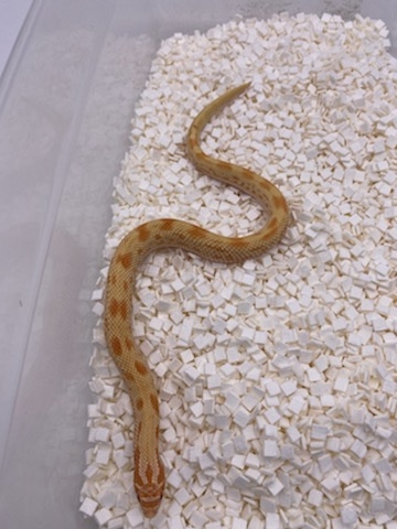Extreme Red Albino Conda Western Hognose