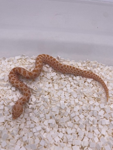 Albino Het Axanthic Western Hognose