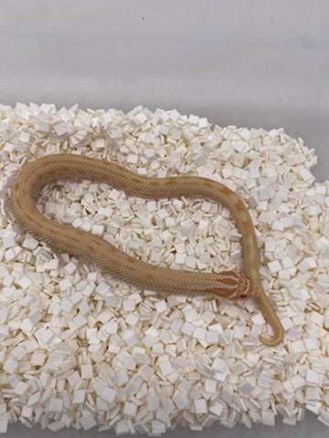 High Red Albino Conda Reverse Stripe Western Hognose
