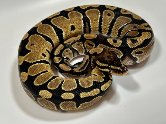Het Albino, Het Pied Ball Python by Cutting Edge Ball Pythons
