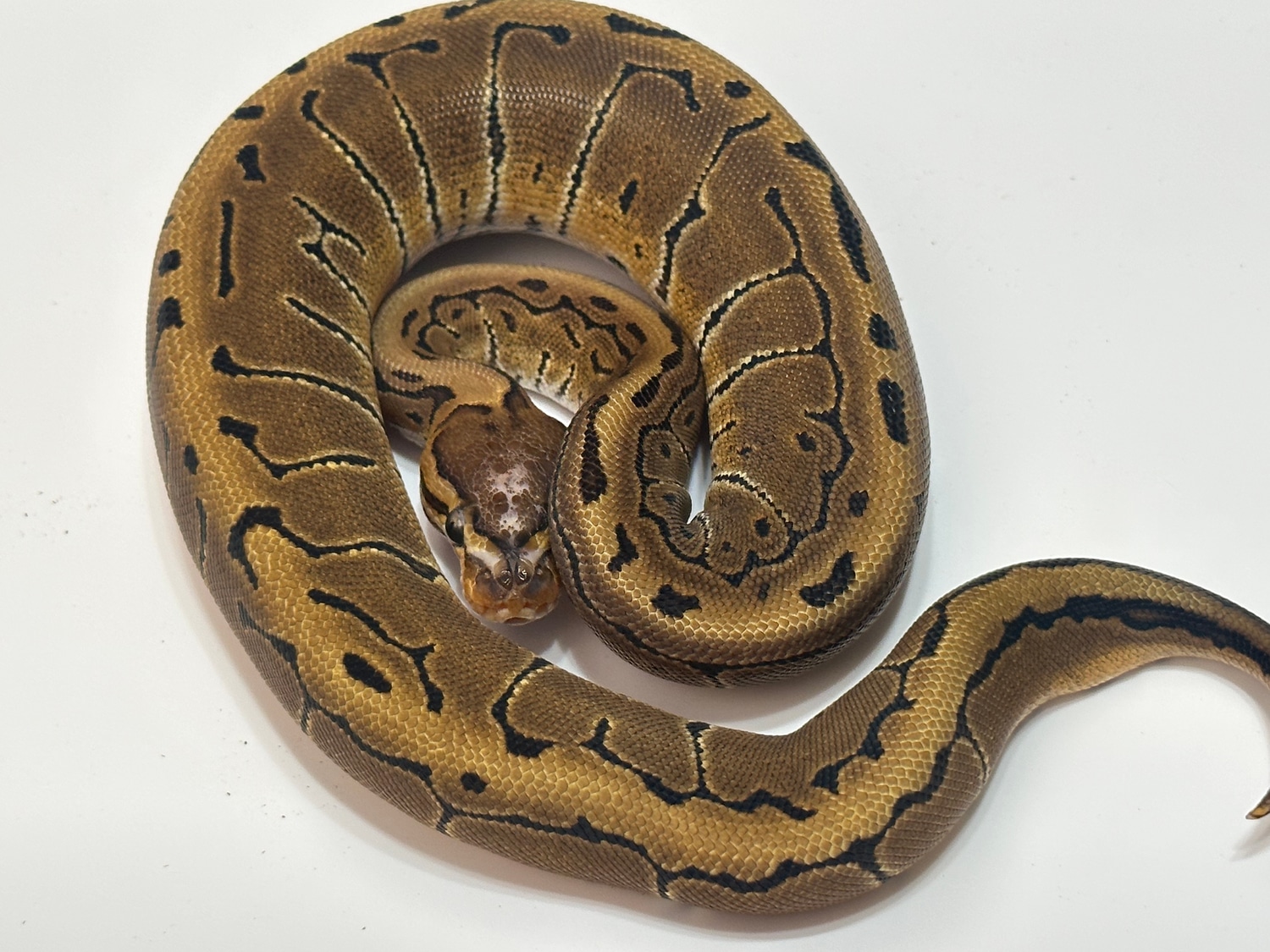 Scaleless Head Pinstripe Ball Python by Cutting Edge Ball Pythons ...