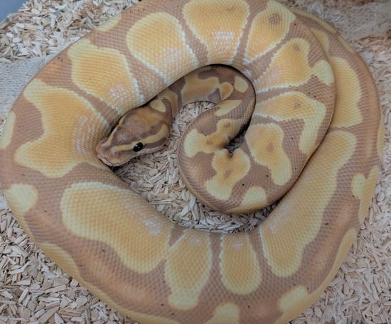 Banana Orange Dream Ball Python by J.A.H Morphs