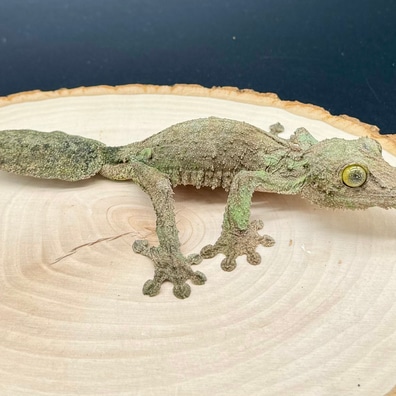 Leaf-Tailed Geckos For Sale - MorphMarket US & Canada