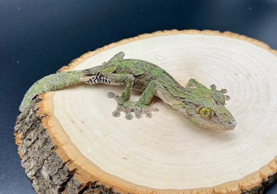 PROVEN! WC Long Term Captive U. Sikorae Leaf-Tailed Gecko by Burning ...