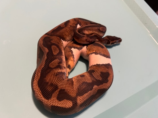 Pied Ball Python by Medusa's Garden