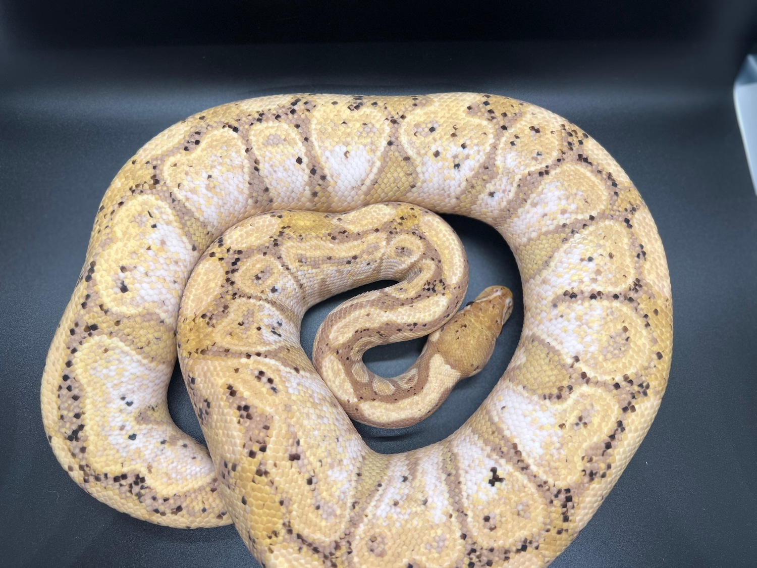 Proven Female Banana Ball Python by Medusa's Garden MorphMarket