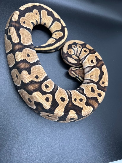 Fire Dh Albino Clown Ball Python by Medusa's Garden