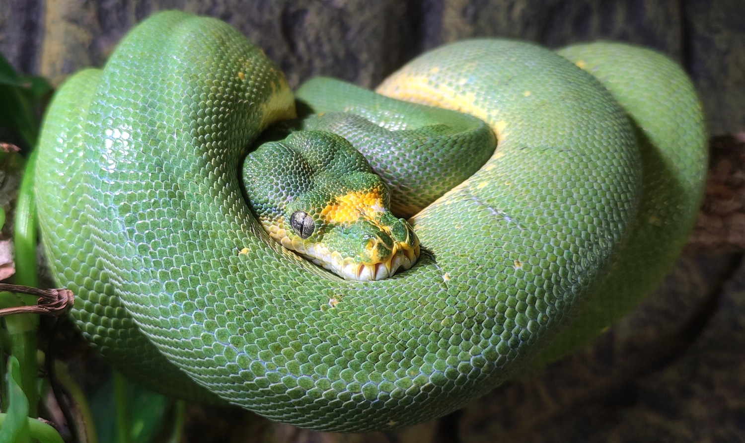 Sorong Green Tree Python by Animaux Exotiques Chavelot - MorphMarket