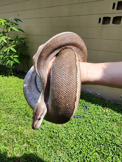 Mojave GHI Pinstripe Adult Female Ball Python by NV Exotics