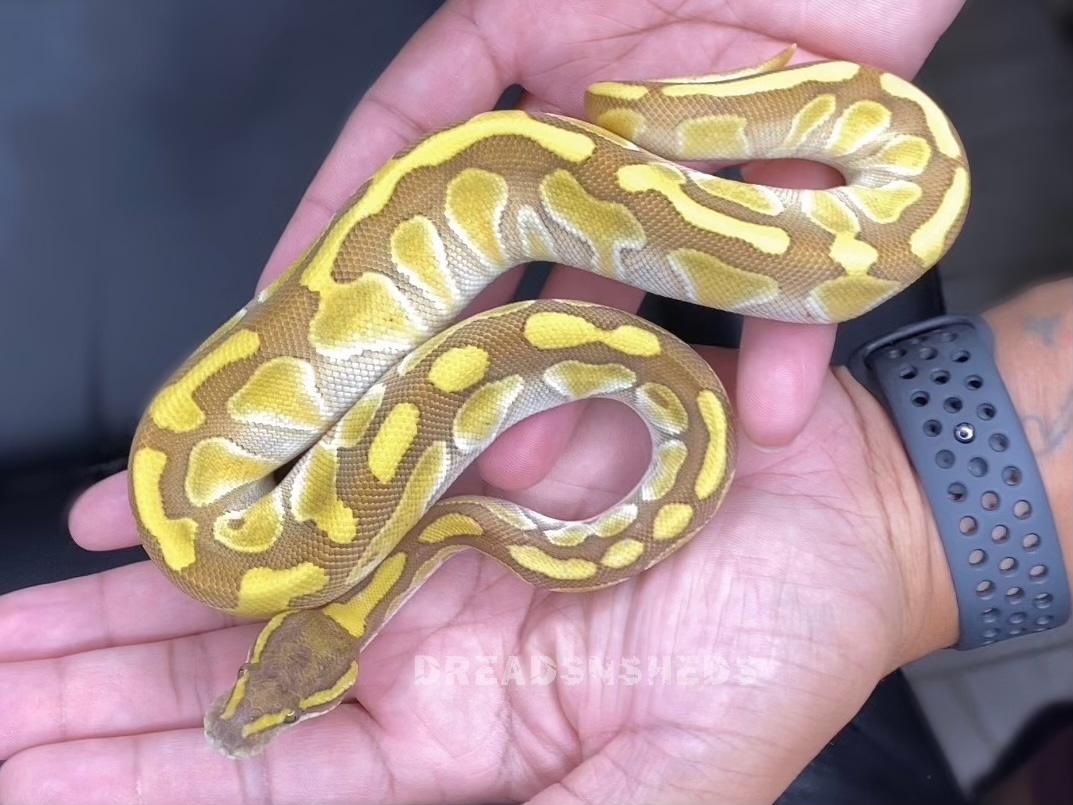Banana Enchi Lesser Ball Python by DreadsNSheds - MorphMarket