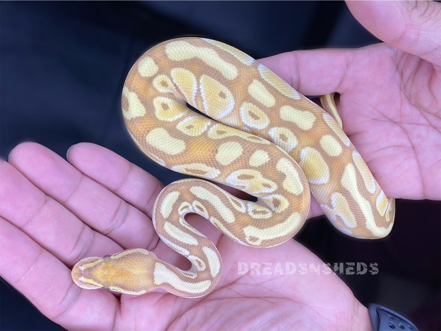 Banana Pastel Lesser Ball Python by DreadsNSheds - MorphMarket